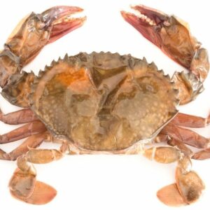 Atlantic Blue Crab (Type: Softshell)